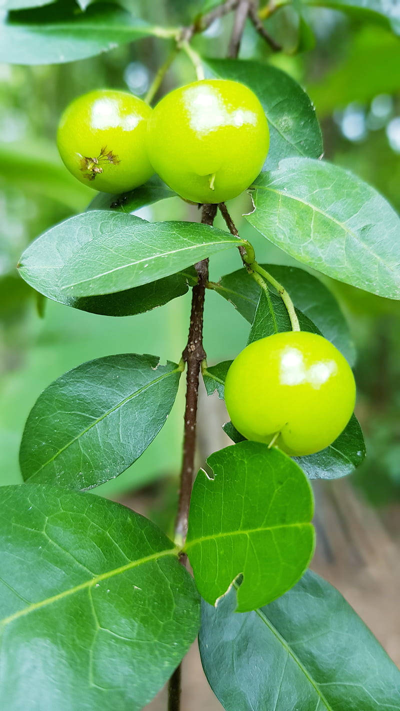 Three Green Jujube Fruits Wallpaper