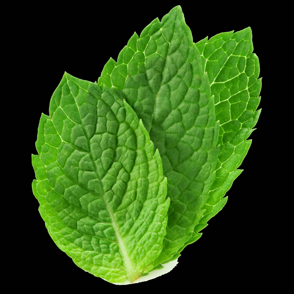 Three Mint Leaves Wallpaper