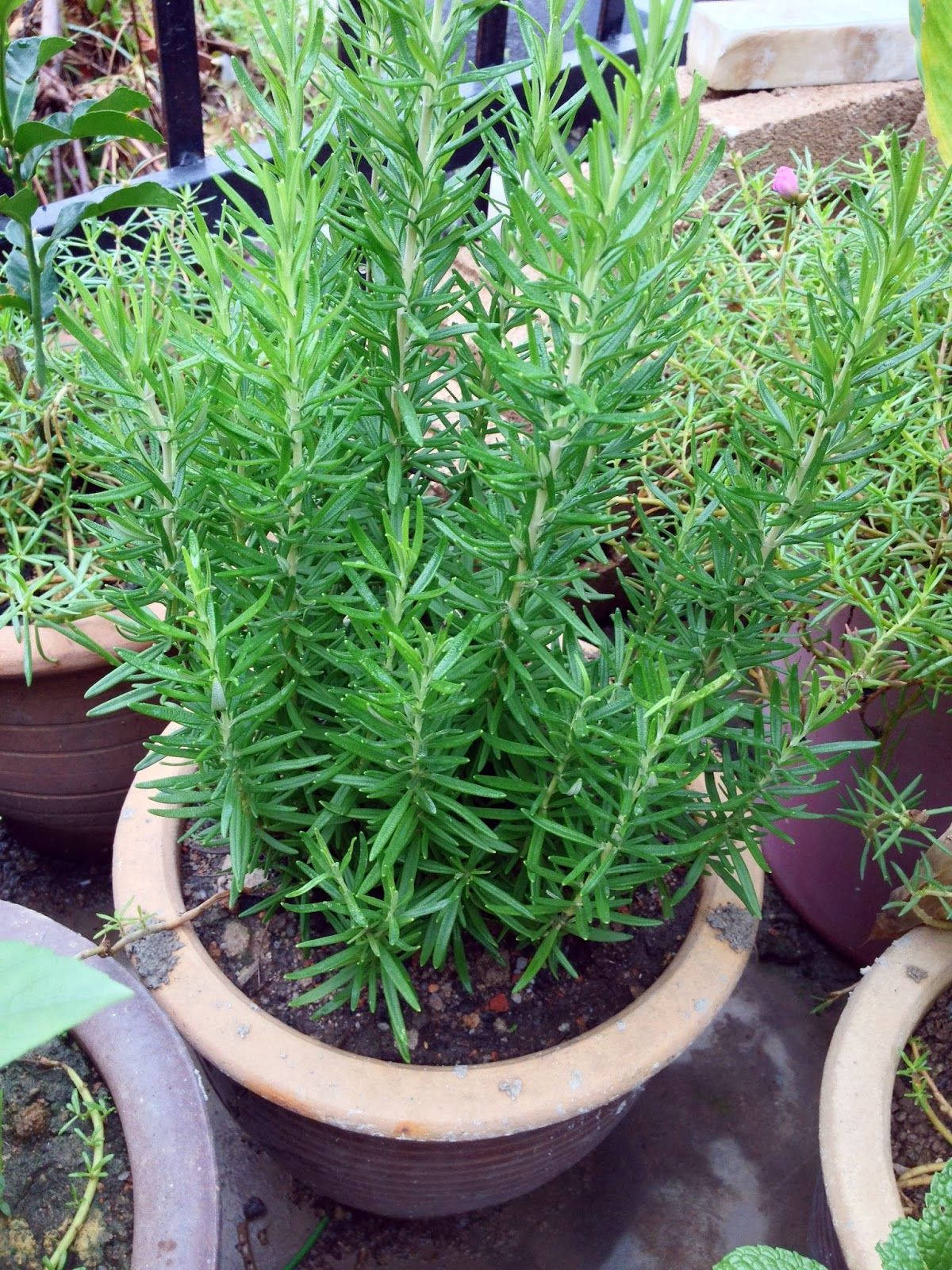 Thriving Rosemary In A Rustic Pot Wallpaper