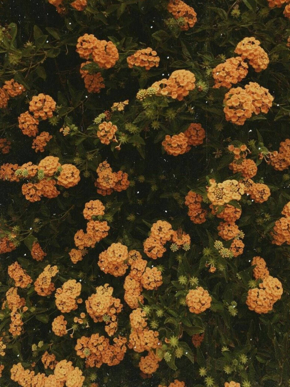 Tiny Orange Vintage Flower Aesthetic Wallpaper