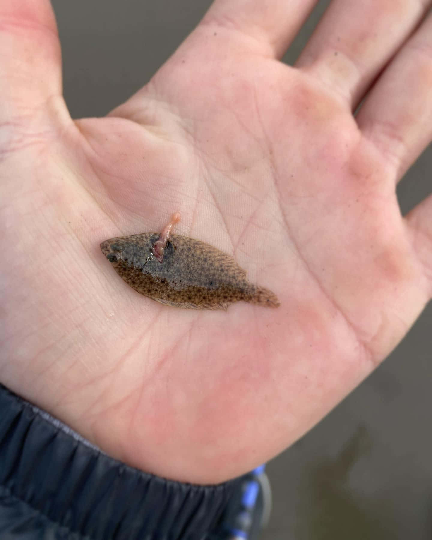 Tiny Sole Fish In Hand.jpg Wallpaper