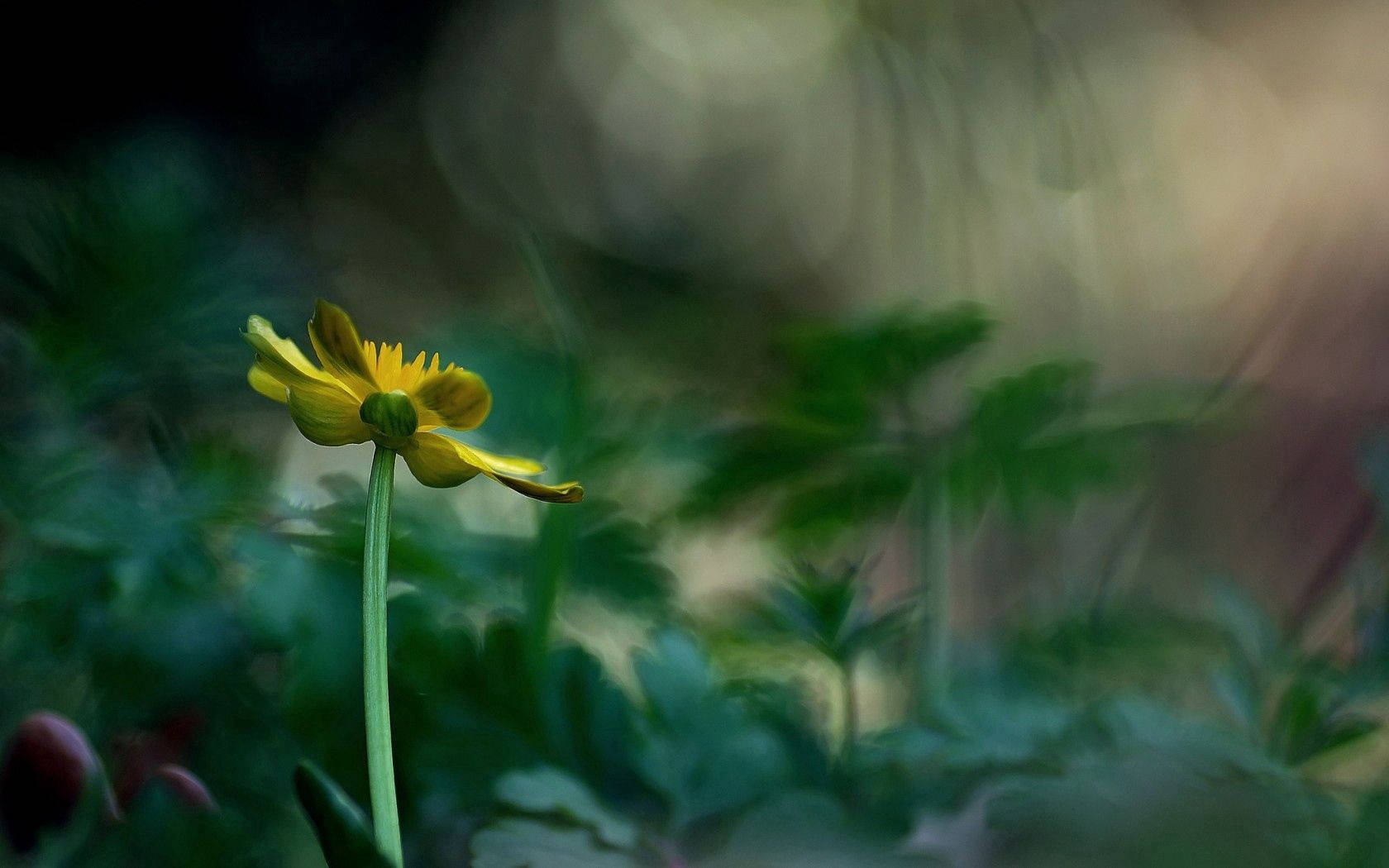 Tiny Yellow Flower Wallpaper