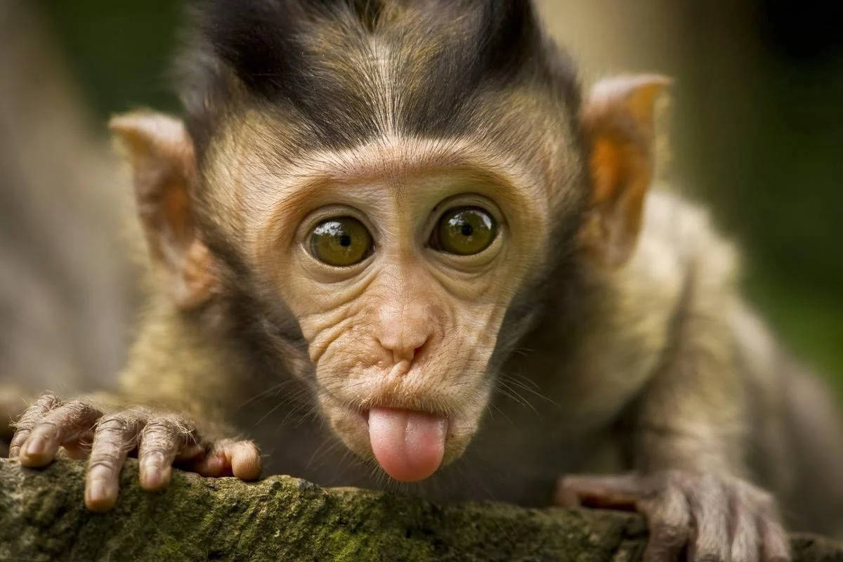 Tongue Out Funny Monkey Wallpaper