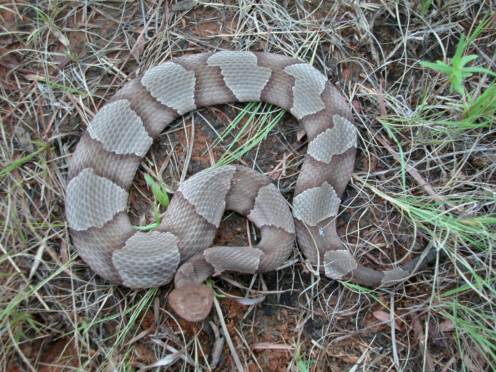 Top View Of Cottonmouth Wallpaper