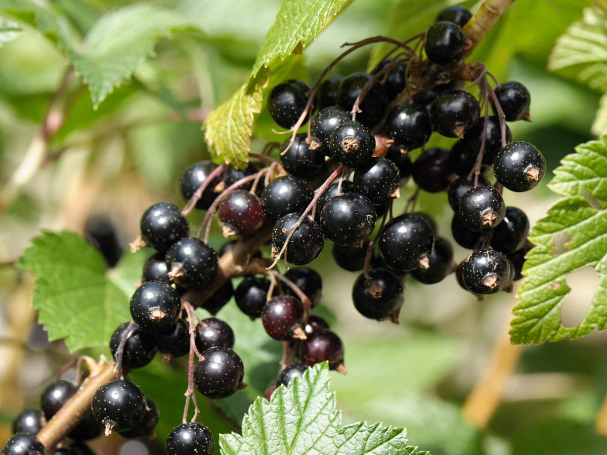 Trailing Fresh Blackcurrant Wallpaper