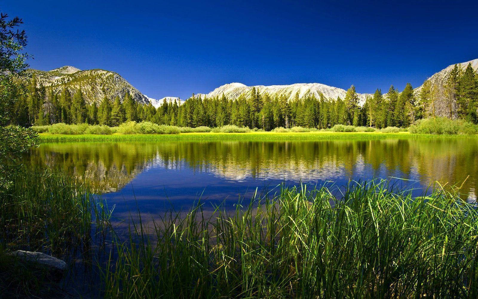 Tranquil Forest Lake Scene Wallpaper