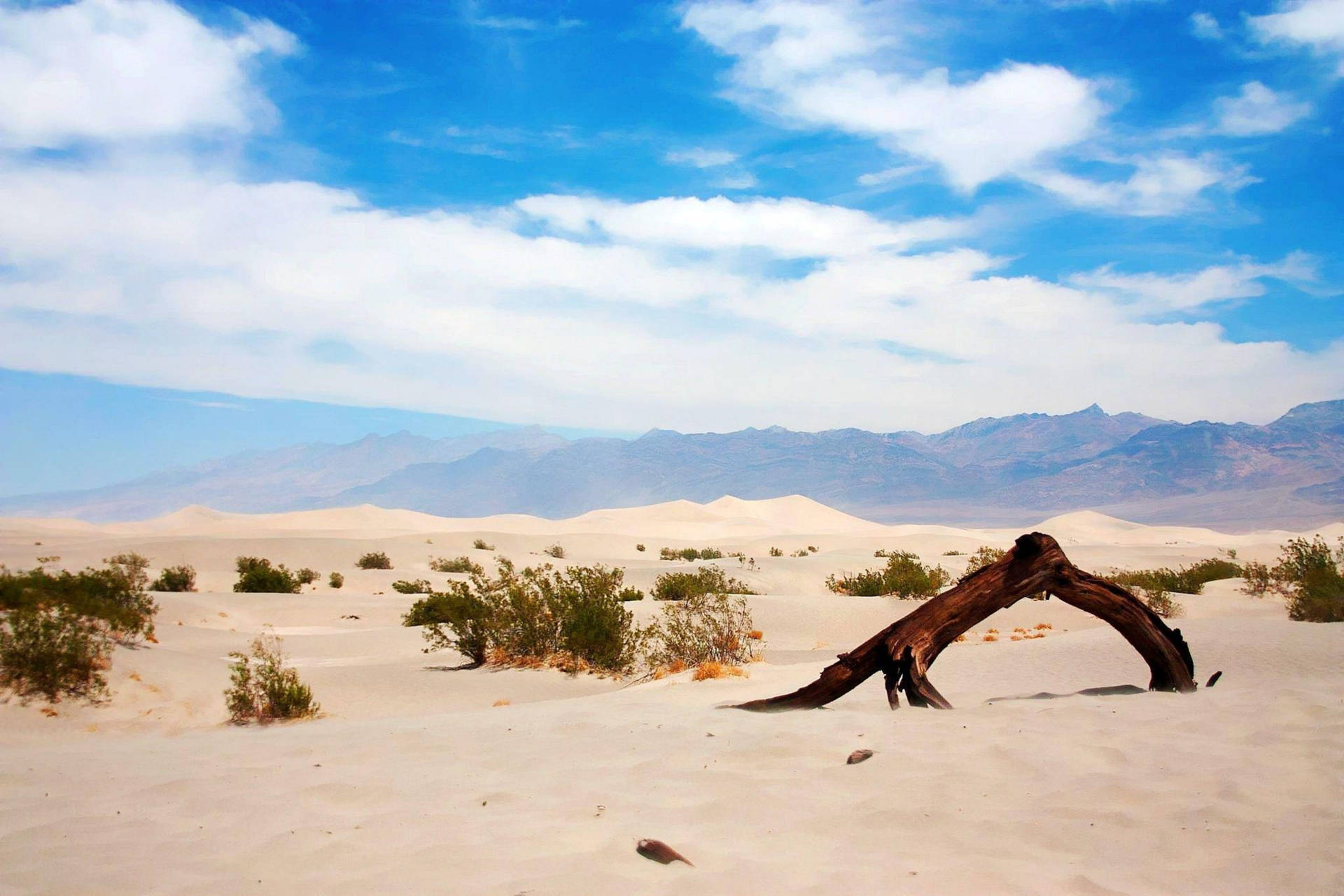 Tree Bark Desert Death Valley Wallpaper