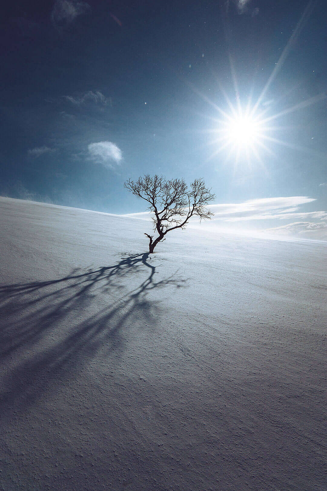 Tree Over Snow Mountain Plain Aesthetic Wallpaper