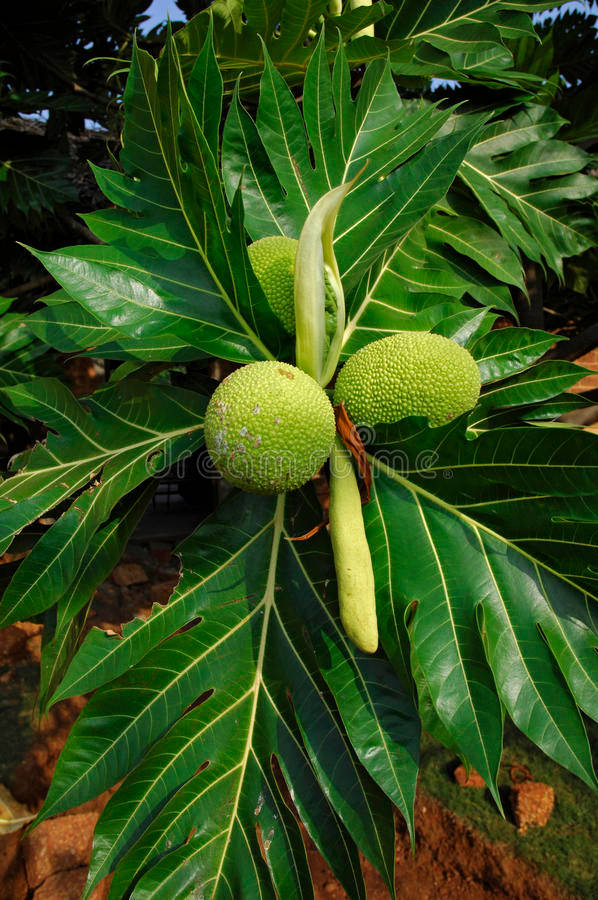 Tree Raw Breadfruit Wallpaper