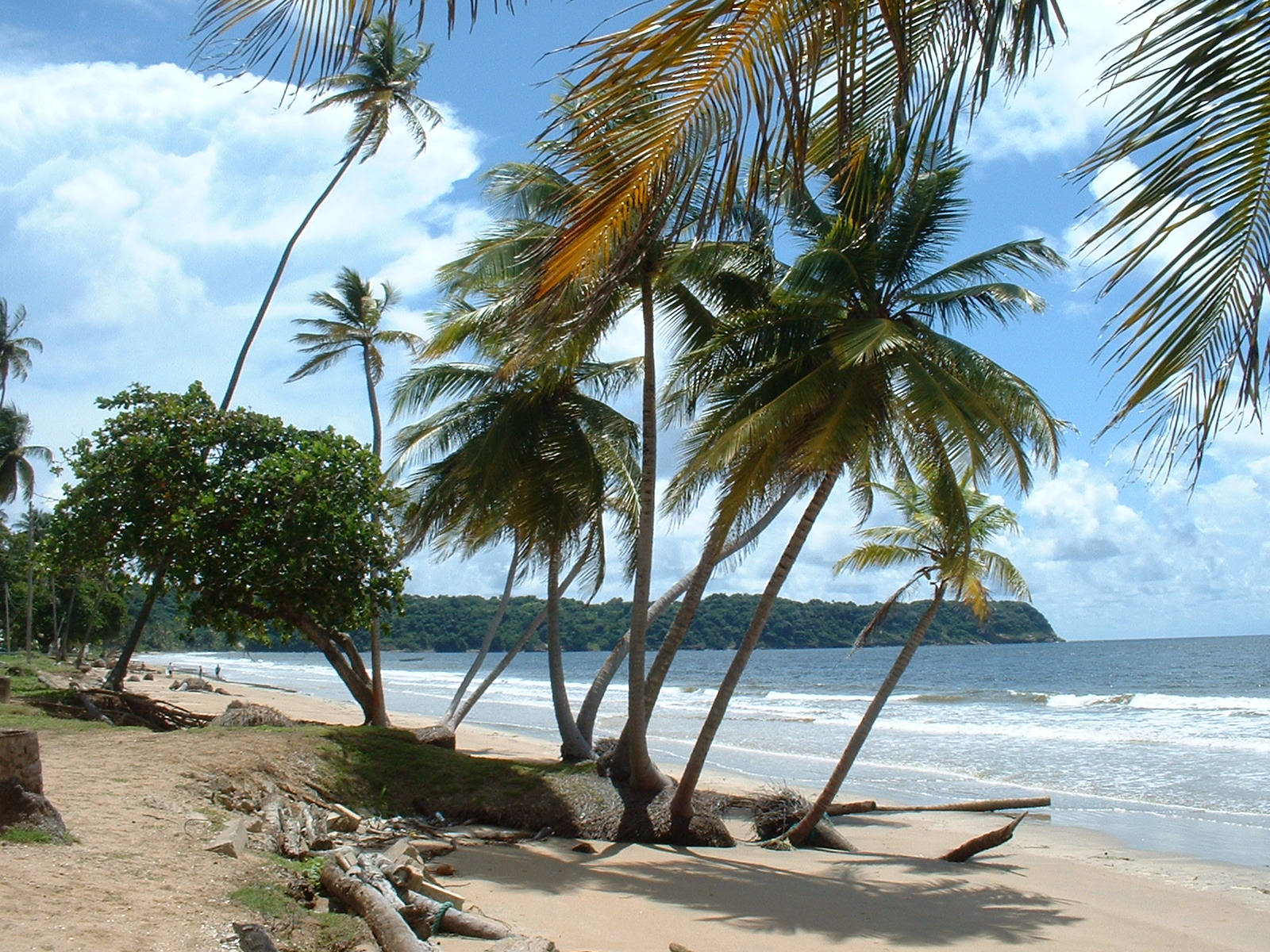 Trees On The Beach Desktop Wallpaper