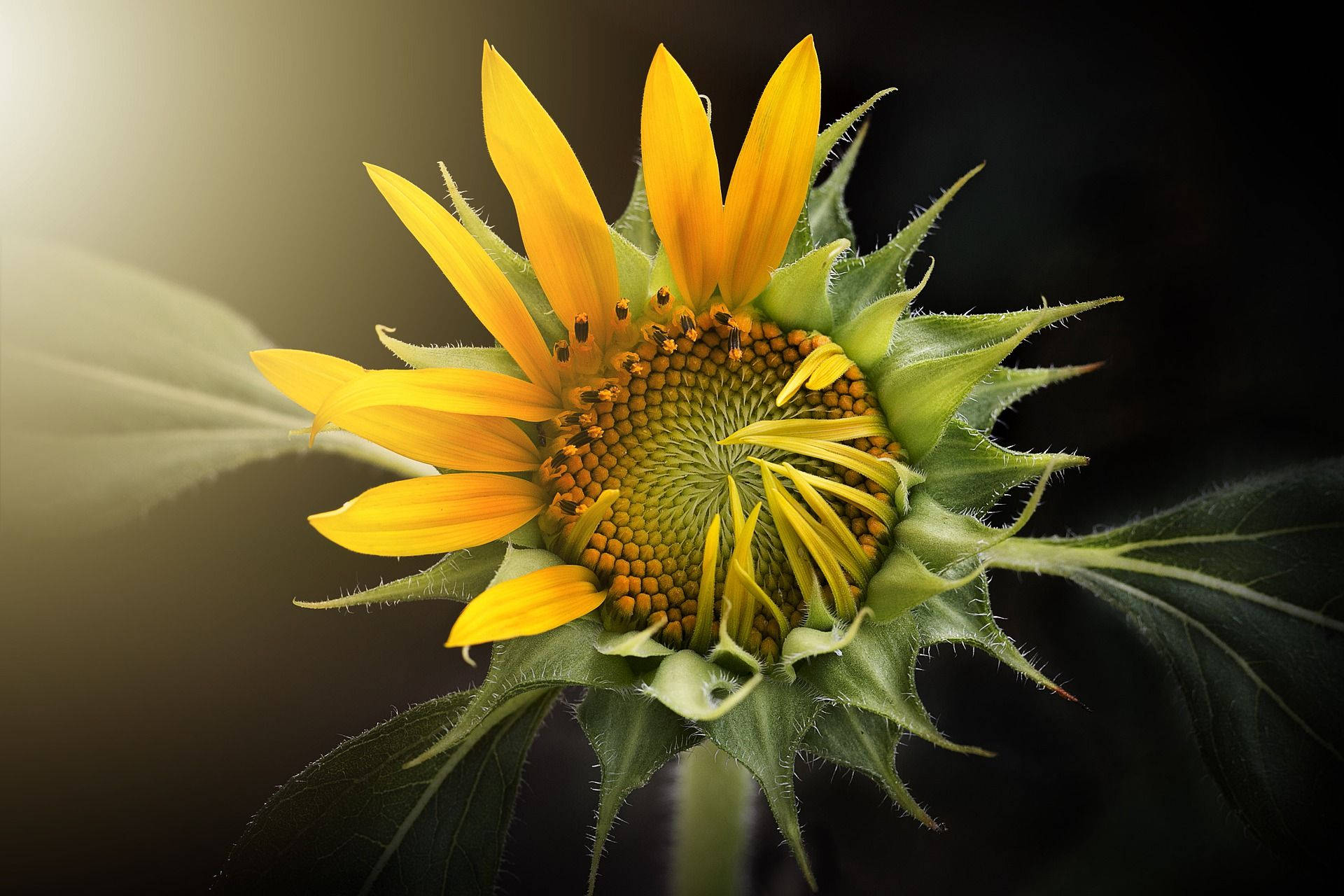 Trending Mystery Mega Sunflower Wallpaper