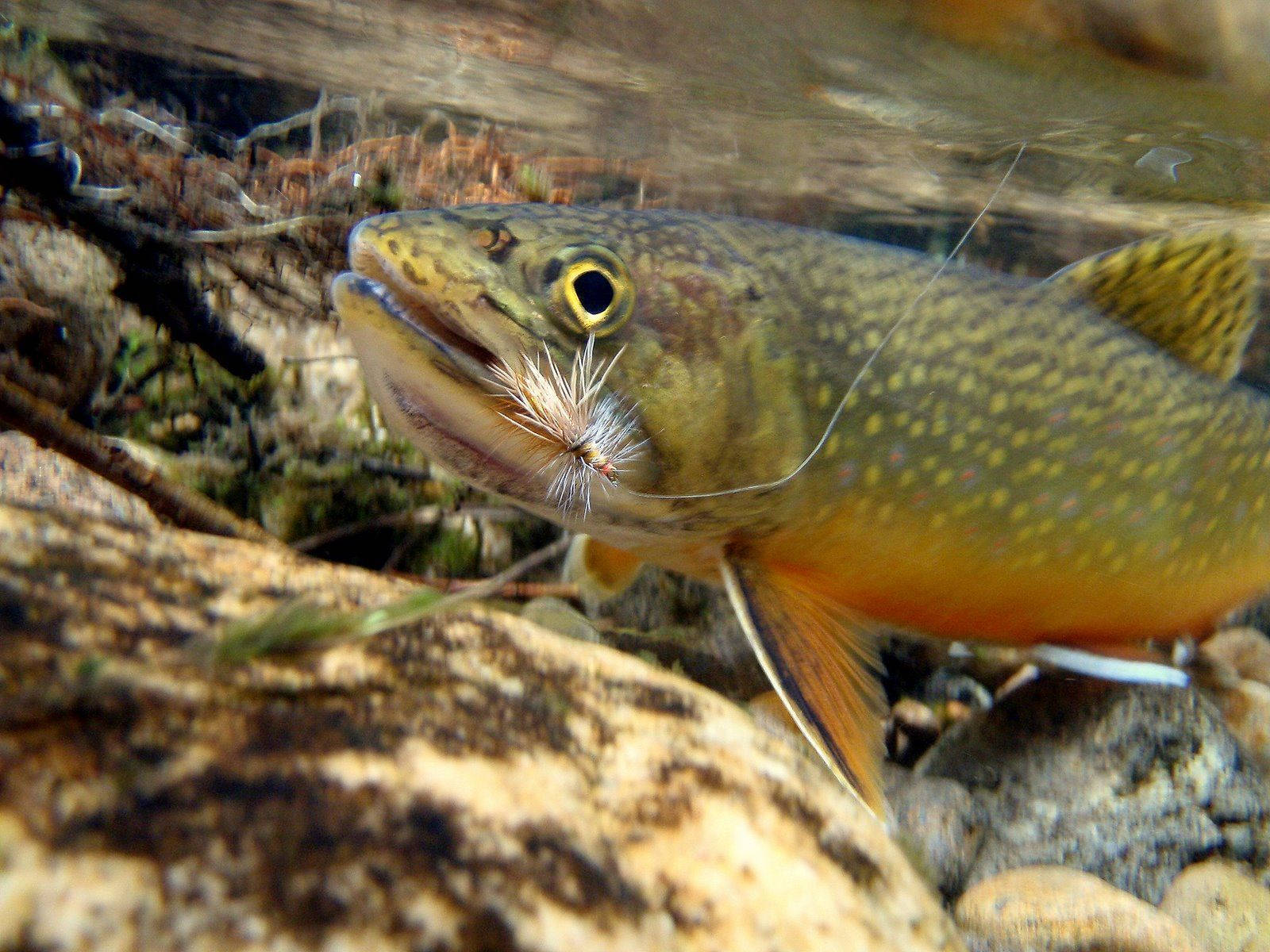 Trout In Its Natural Habitat Wallpaper