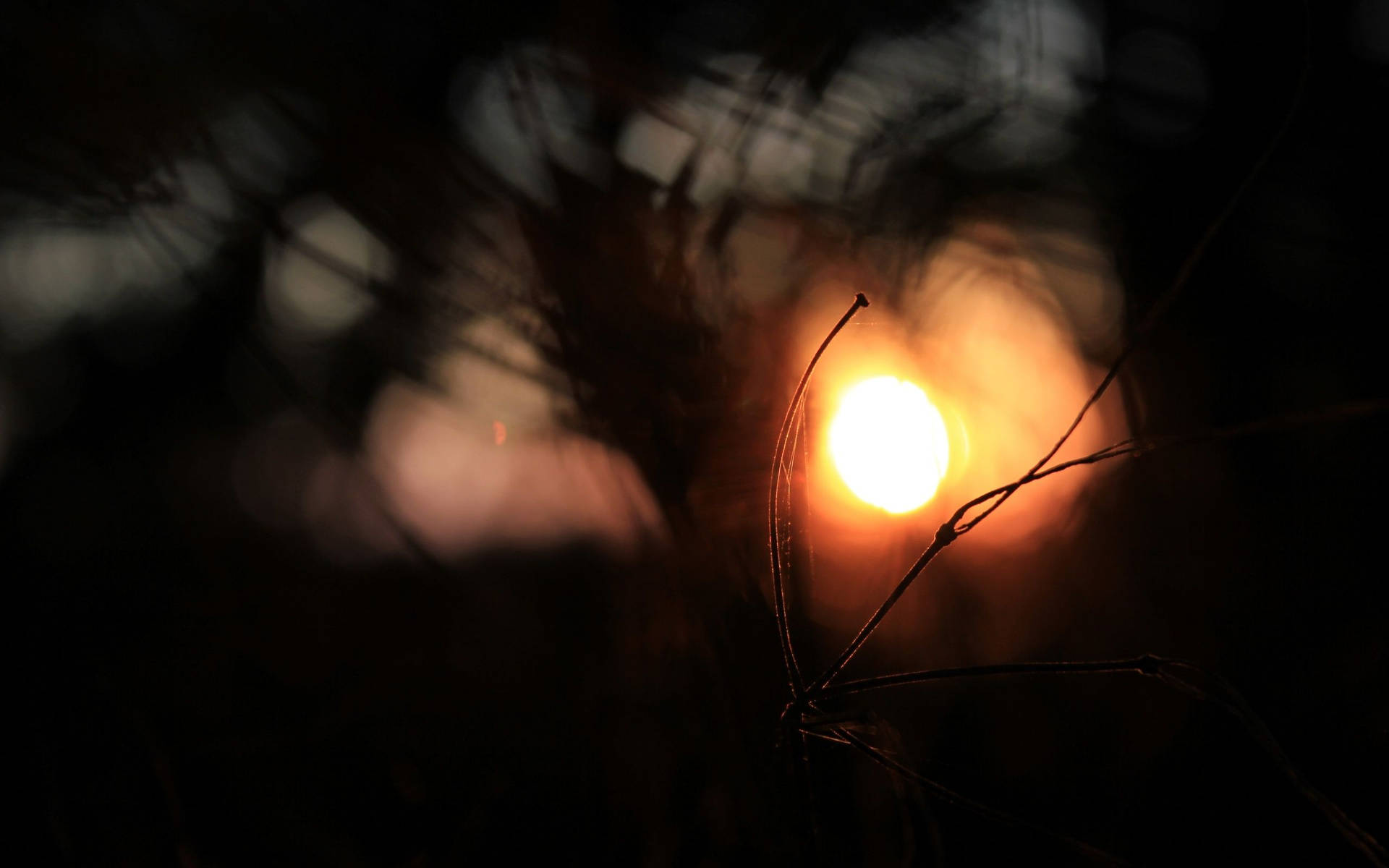 Twig With Sun Beautiful Dark Background Wallpaper