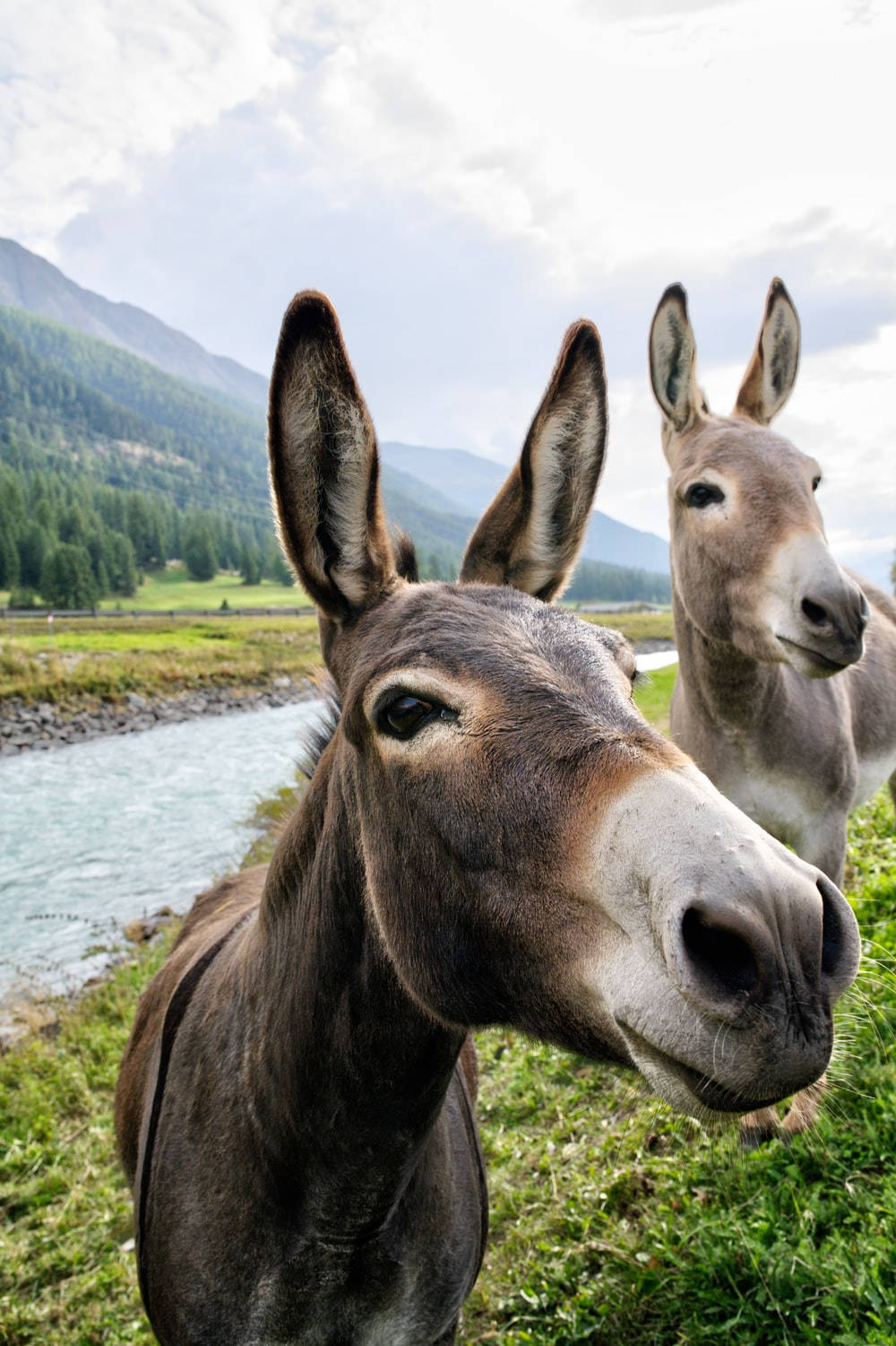 Two Cute Donkeys Wallpaper