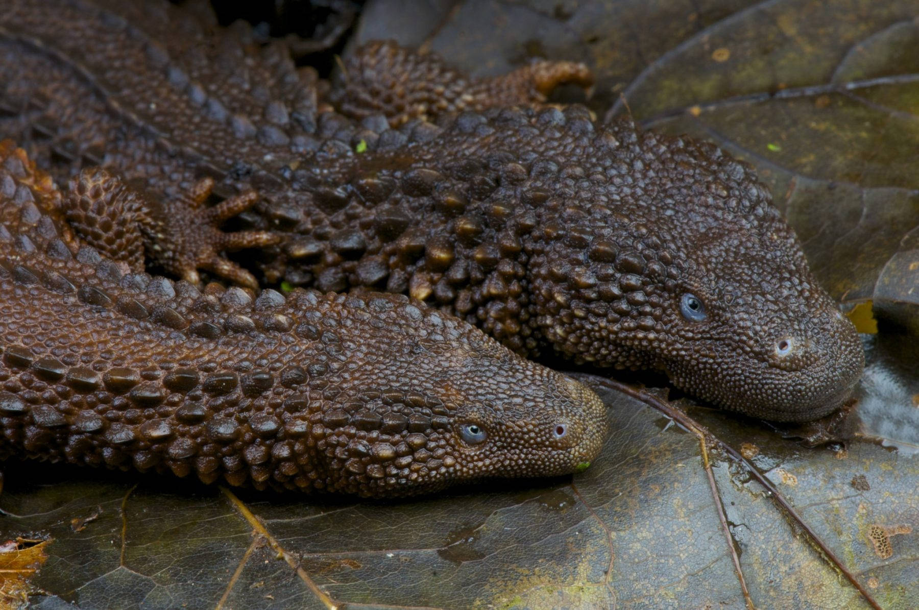 Two Earless Monitor Lizard Reptiles Wallpaper