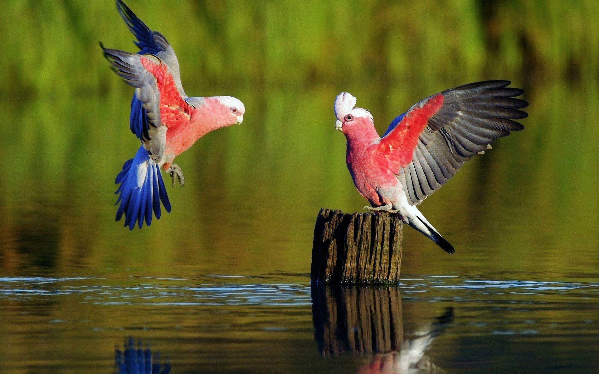 Two Galah Parrots Wallpaper