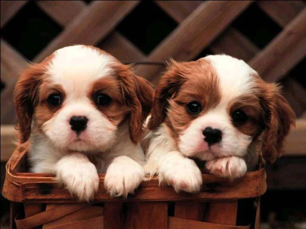 Two Puppy Dogs In Wood Basket Wallpaper