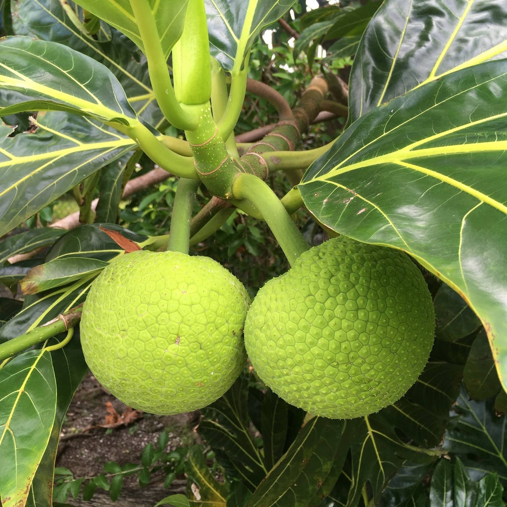 Two Raw Small Breadfruit Wallpaper