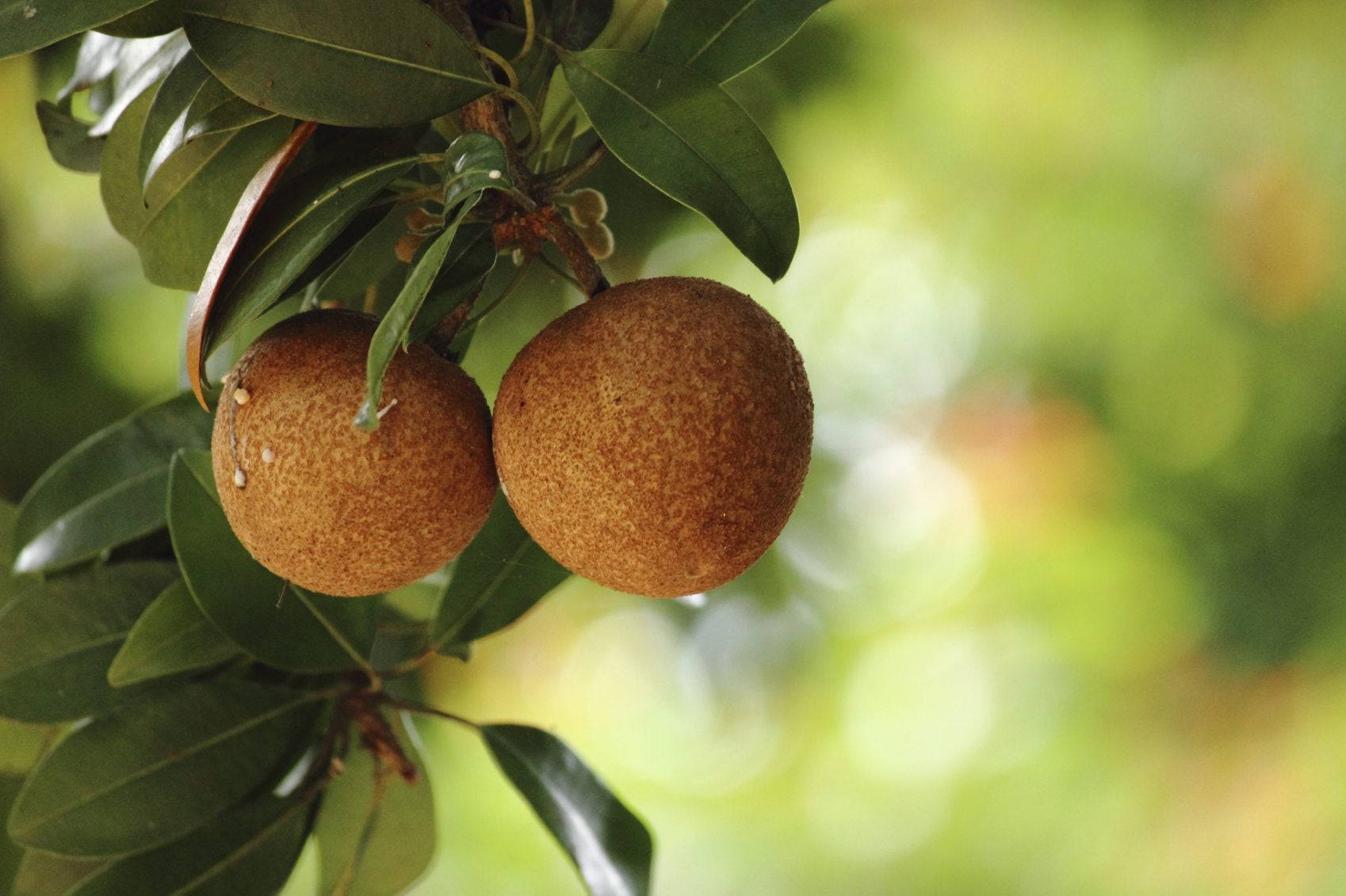 Two Sapodilla Fruits Wallpaper