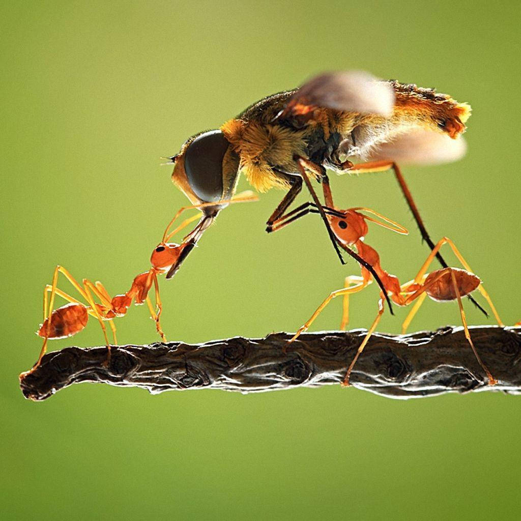 United Ant Force Confronting A Bee Wallpaper