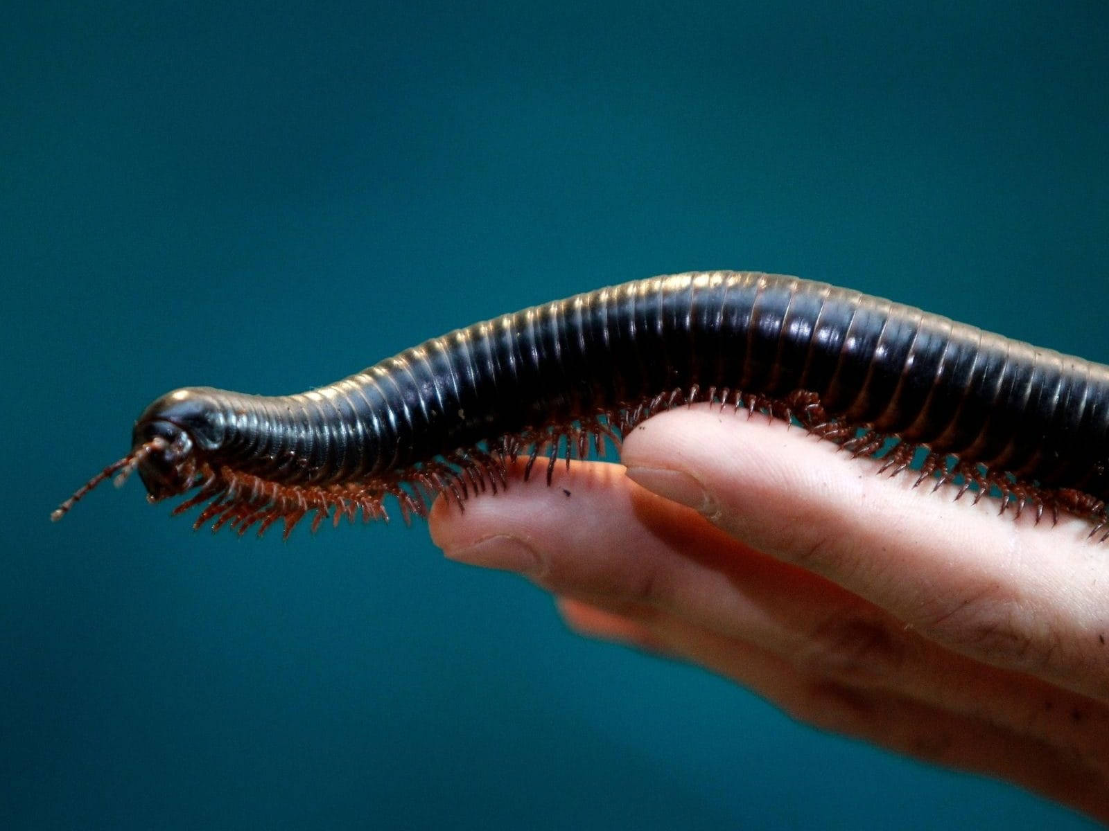 Up-close Encounter With An Australian Millipede Wallpaper