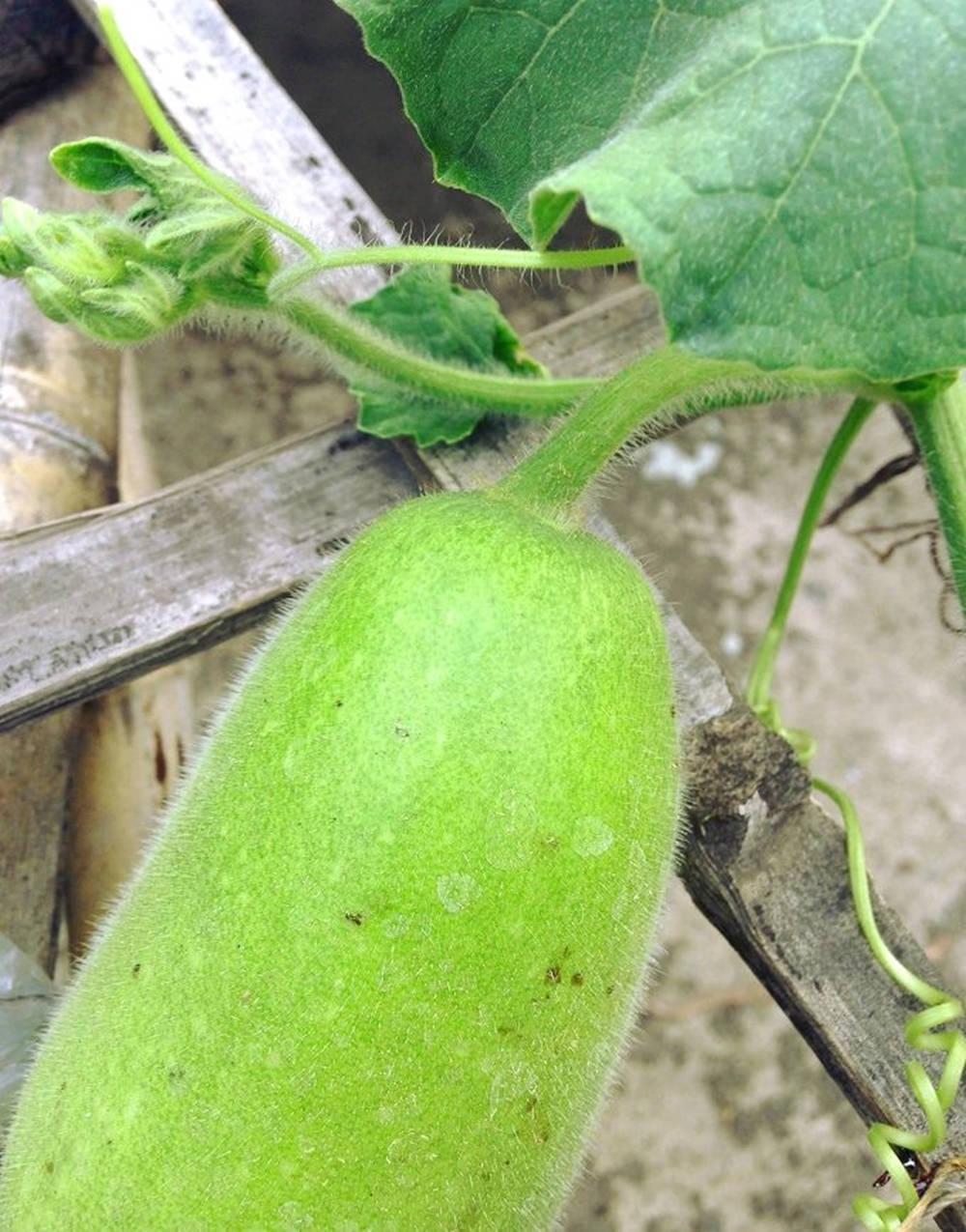 Up-close View Of An Ash Gourd With Microscopic White Hairs Wallpaper