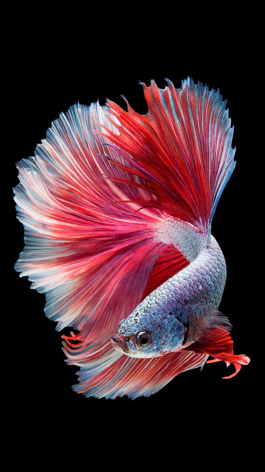 Vibrant_ Betta_ Fish_ Display.jpg Wallpaper