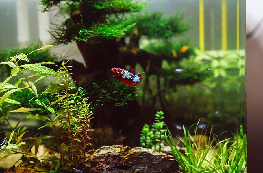 Vibrant Betta Fishin Aquarium Wallpaper