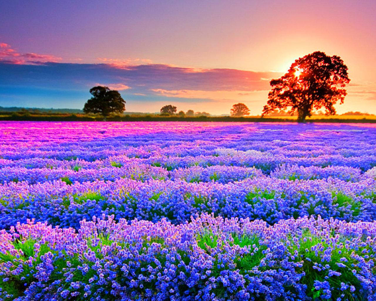 Vibrant Lavender Flower Field Wallpaper