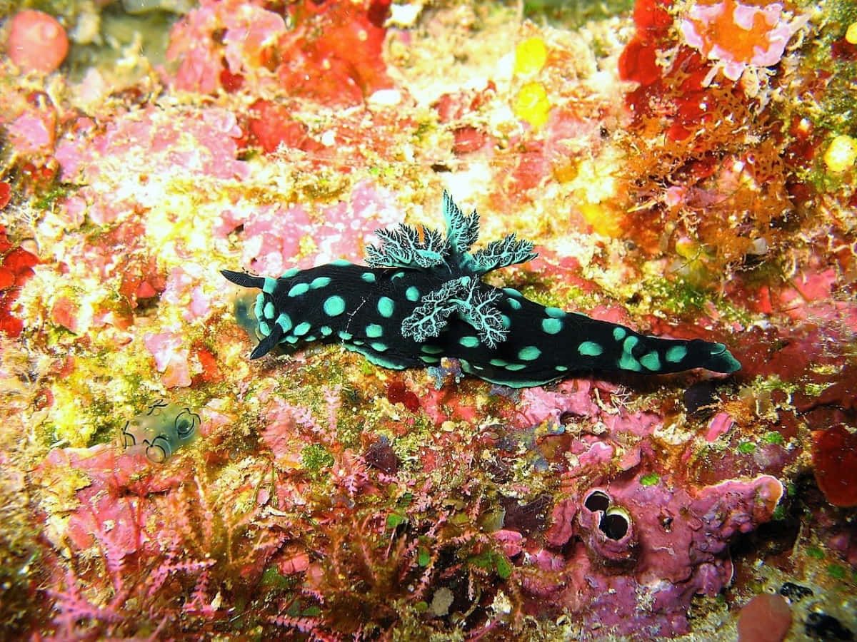 Vibrant_ Nudibranch_on_ Coral_ Reef.jpg Wallpaper