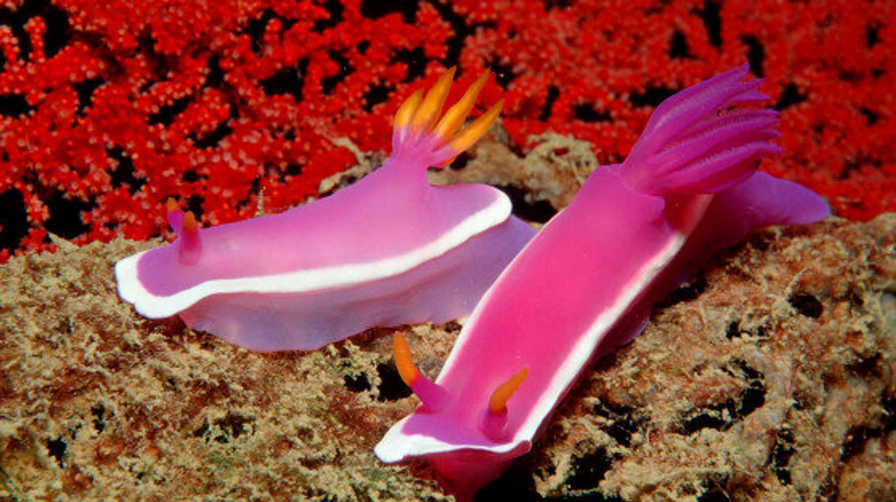 Vibrant_ Pink_ Sea_ Slugs Wallpaper