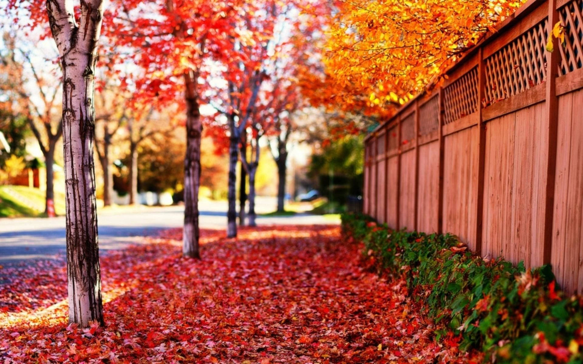 Vibrant Red Leaves In Full Screen Hd Desktop Resolution Wallpaper
