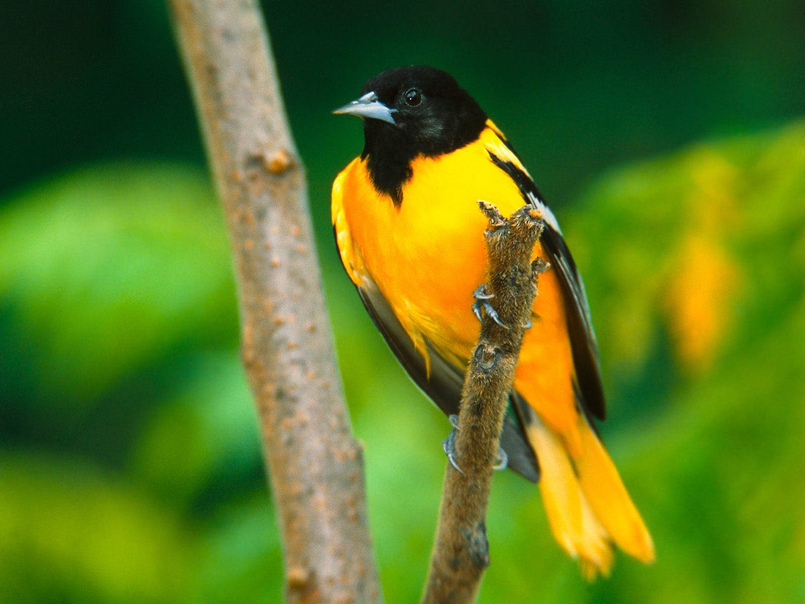 Vibrant Yellow Bird Perched In Nature Wallpaper