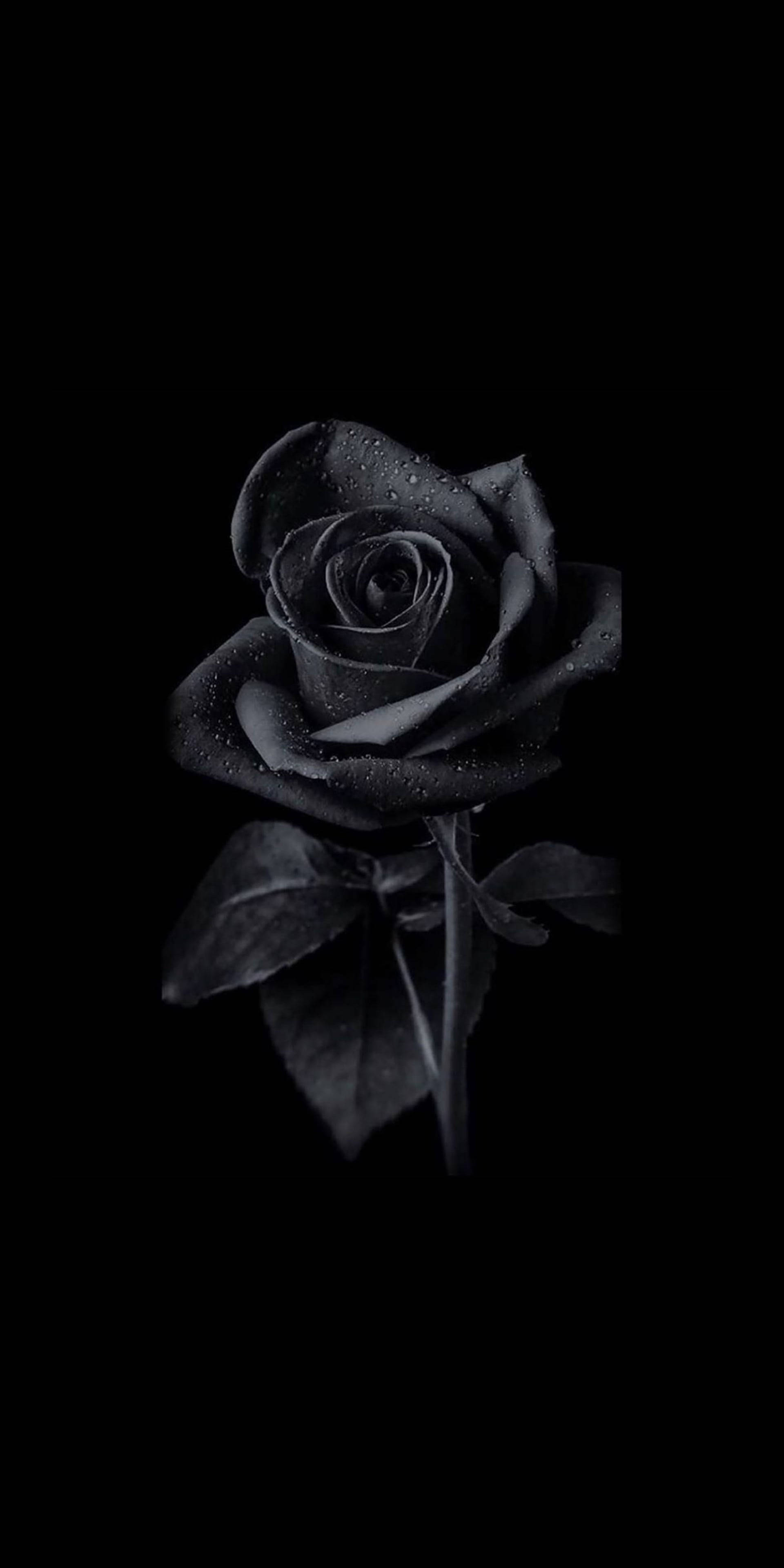 Victorian Velvet Black Rose Iphone Wallpaper