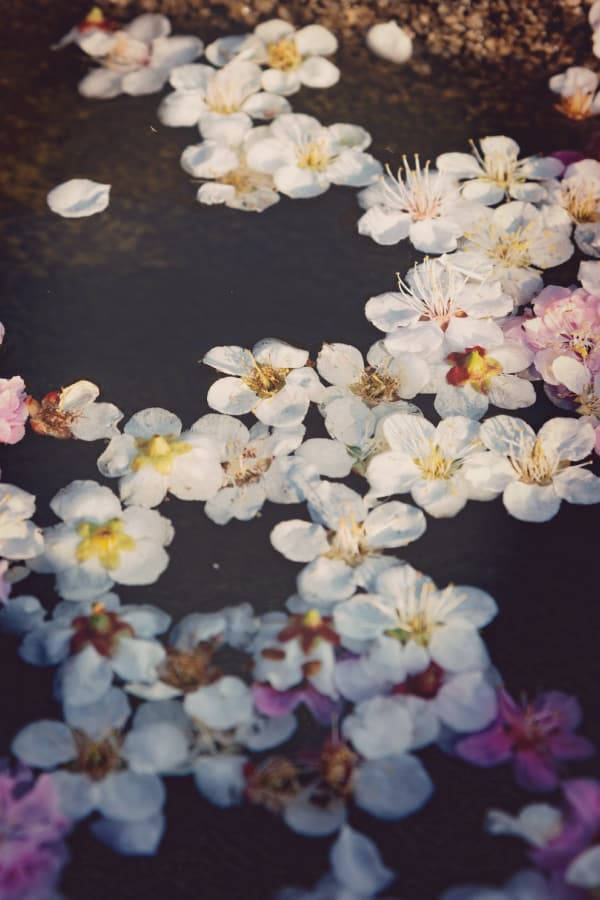 Vintage Flower Aesthetic On Water Wallpaper