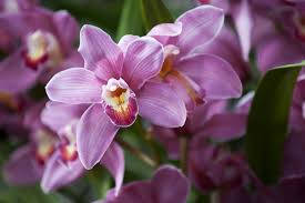 Violet Cymbidium Boat Orchid Wallpaper