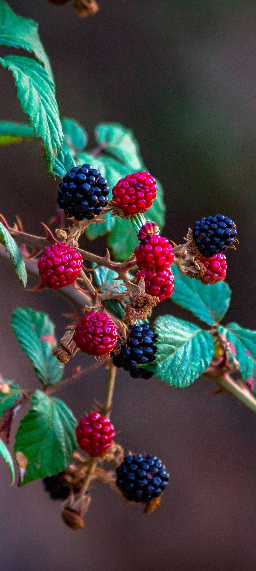 Vivo V20 Berry Bush Wallpaper