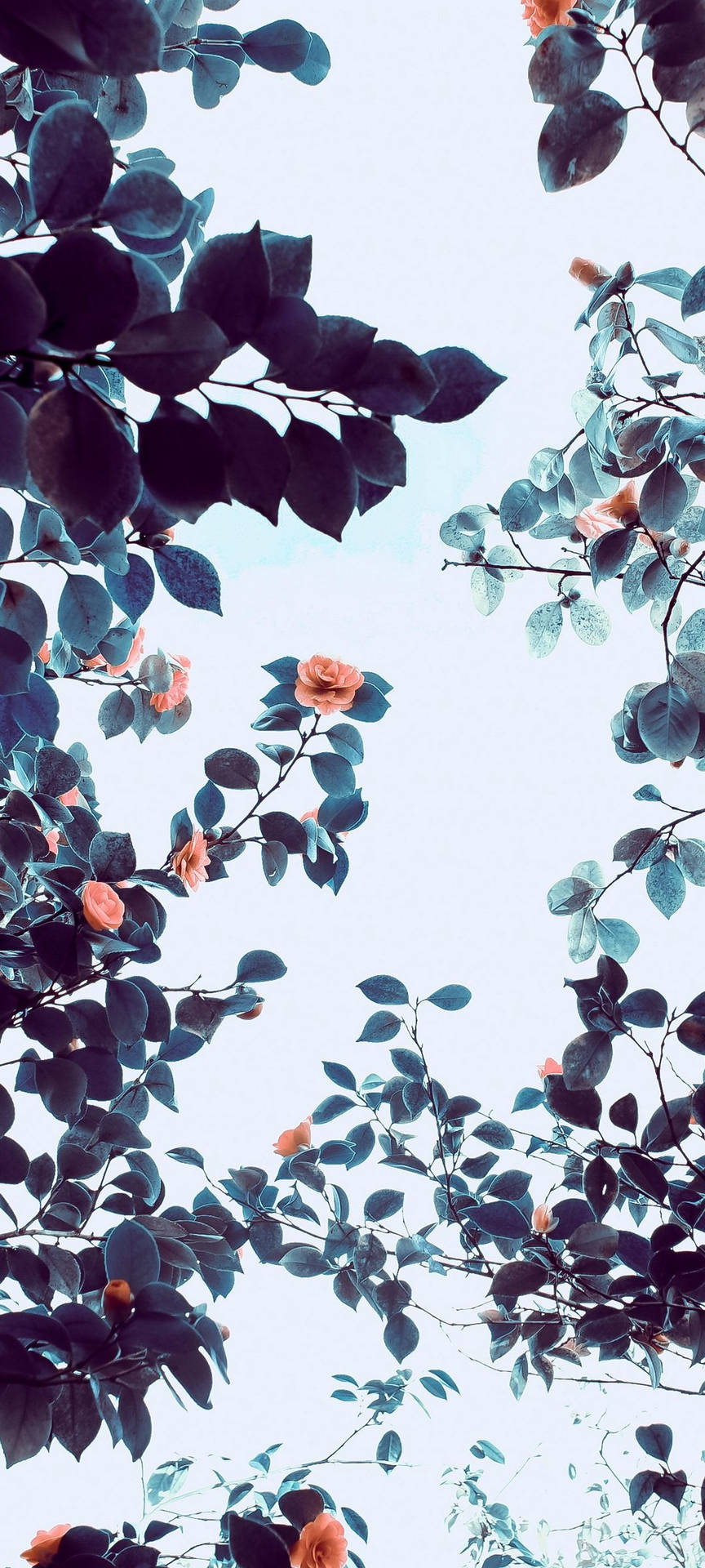 Vivo V20 Orange Flower Tree Wallpaper