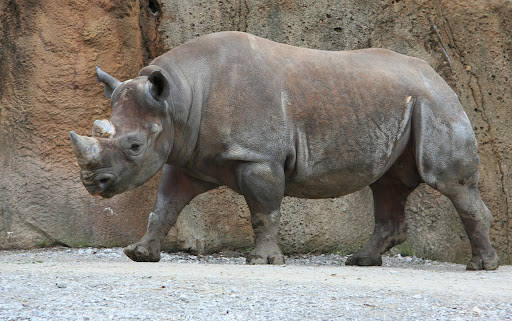 Walking Rhinoceros Wallpaper