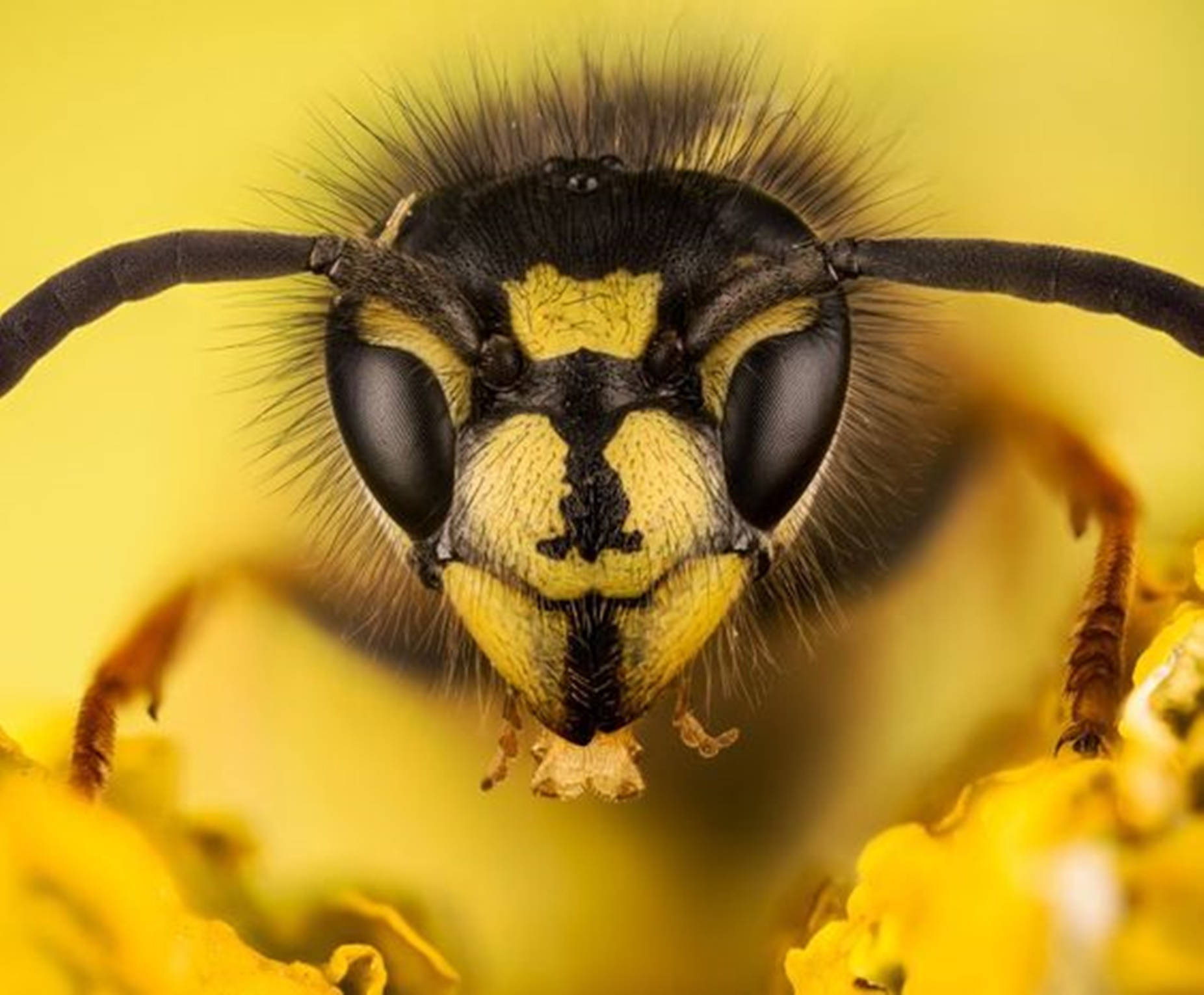 Wasp Covered In Black Microscopic Hairs Wallpaper