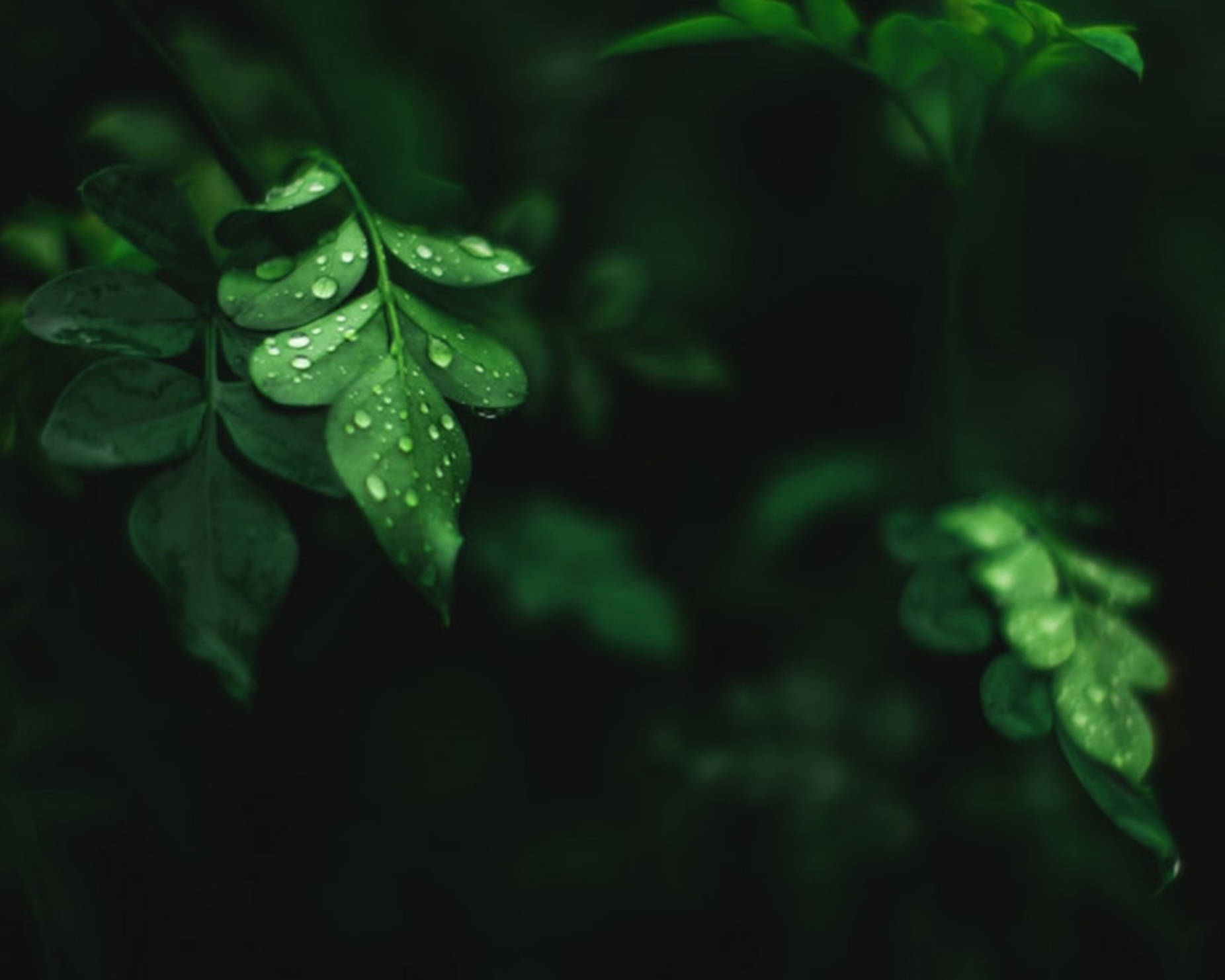 Water Droplets On Moringa Leaves Wallpaper