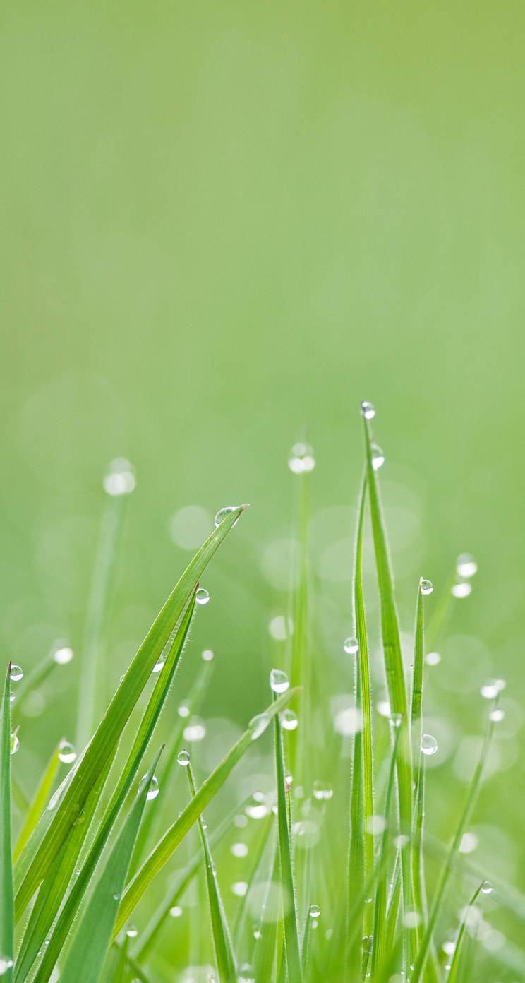 Whatsapp Chat Grass Dew Wallpaper