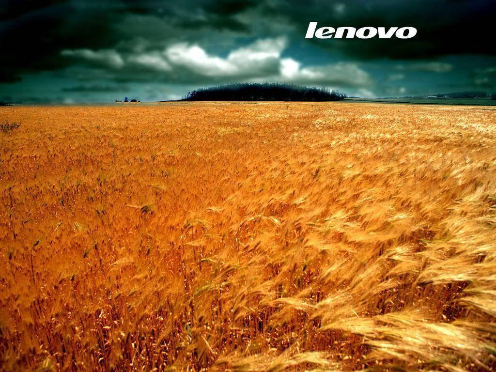 Wheat Field Lenovo Hd Wallpaper