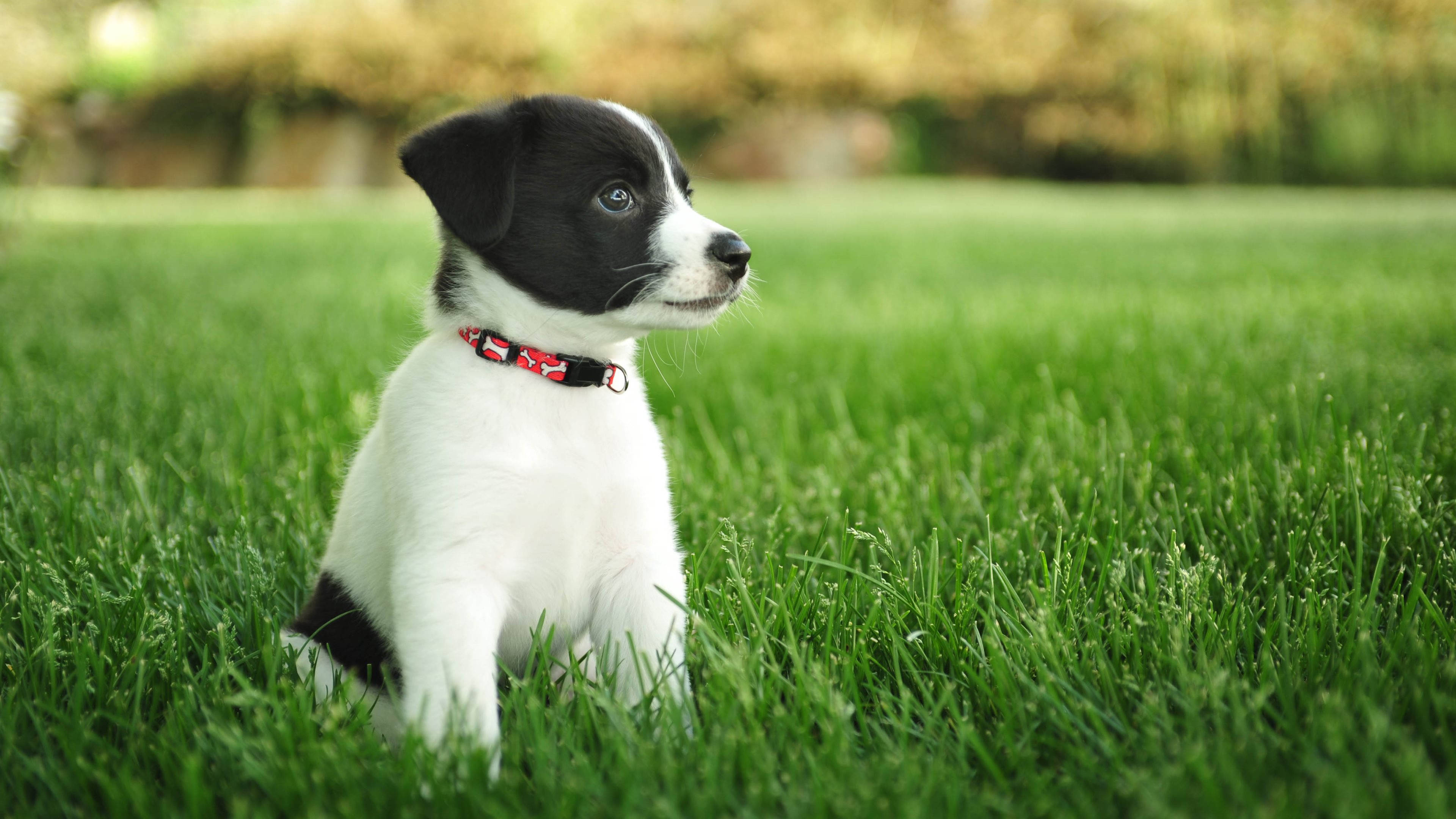 White And Black Puppy Desktop Wallpaper