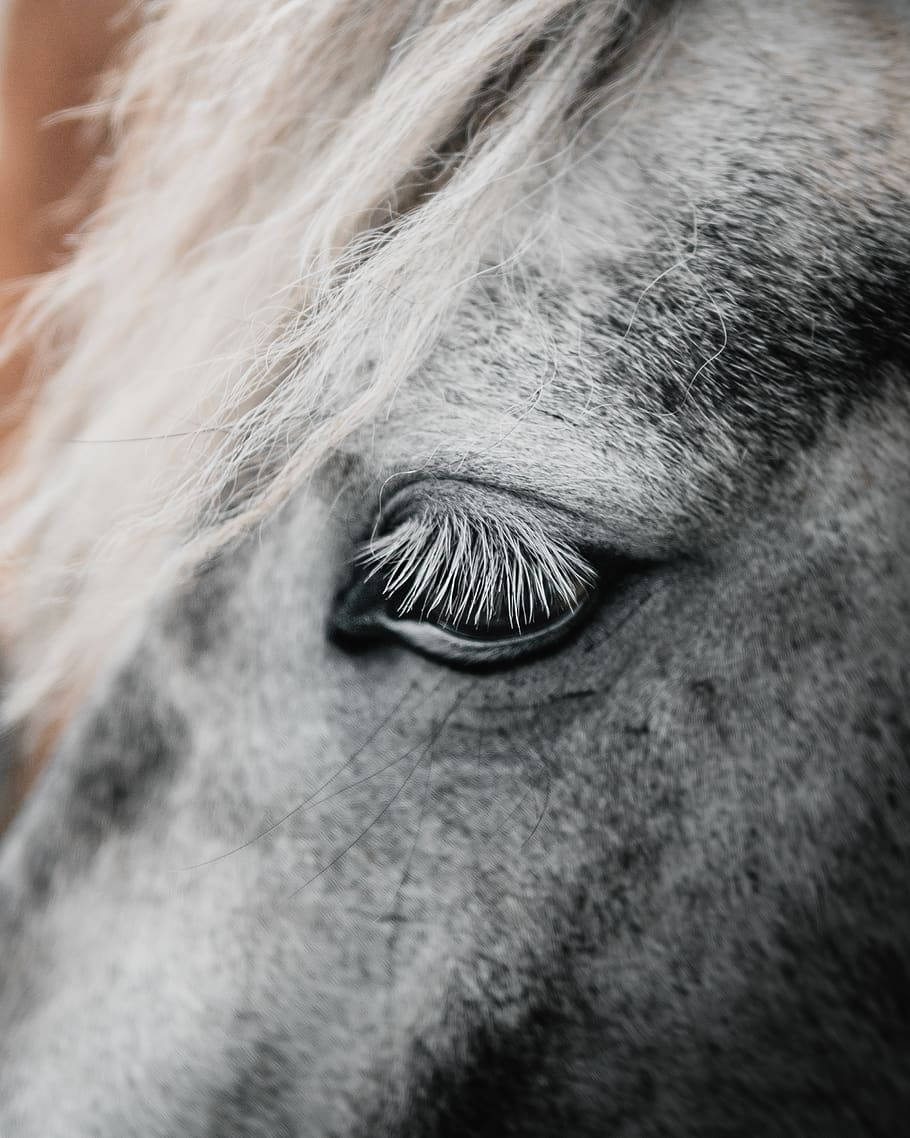 White Baby Horse Foal Eyes Close Up Shot Wallpaper