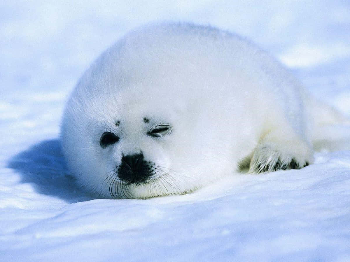 White Baby Sealon Snow.jpg Wallpaper