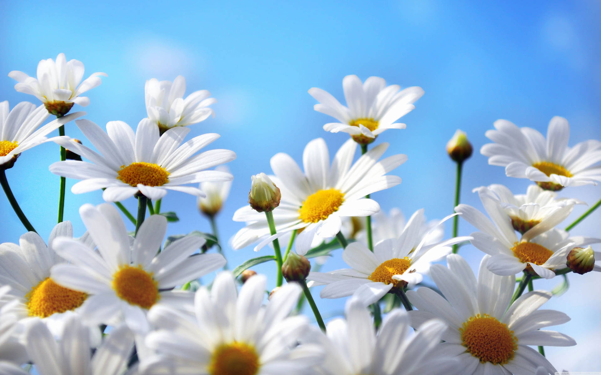 White Daisy Aesthetic Blue Sky Wallpaper