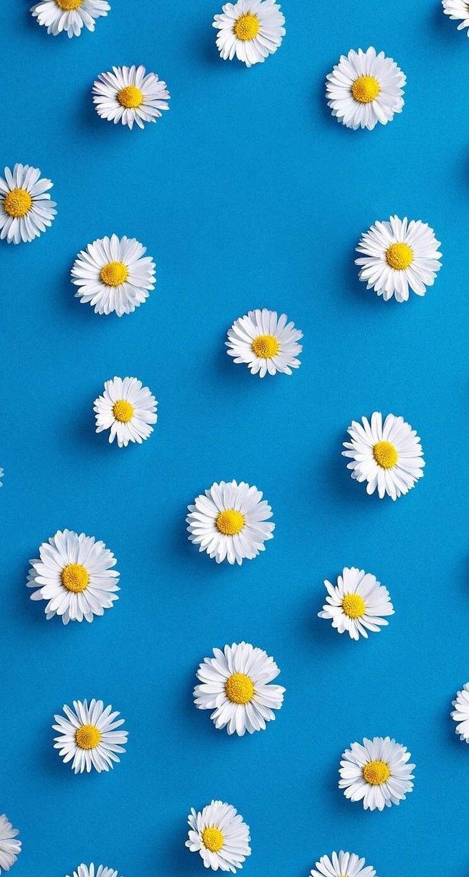 White Daisy Aesthetic In Blue Wallpaper