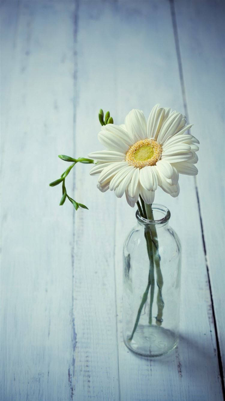 White Daisy Aesthetic In Glass Wallpaper