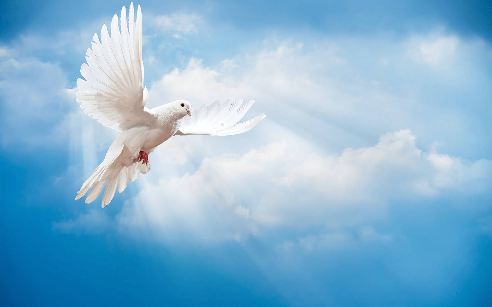 White Dove And Blue Sky Wallpaper